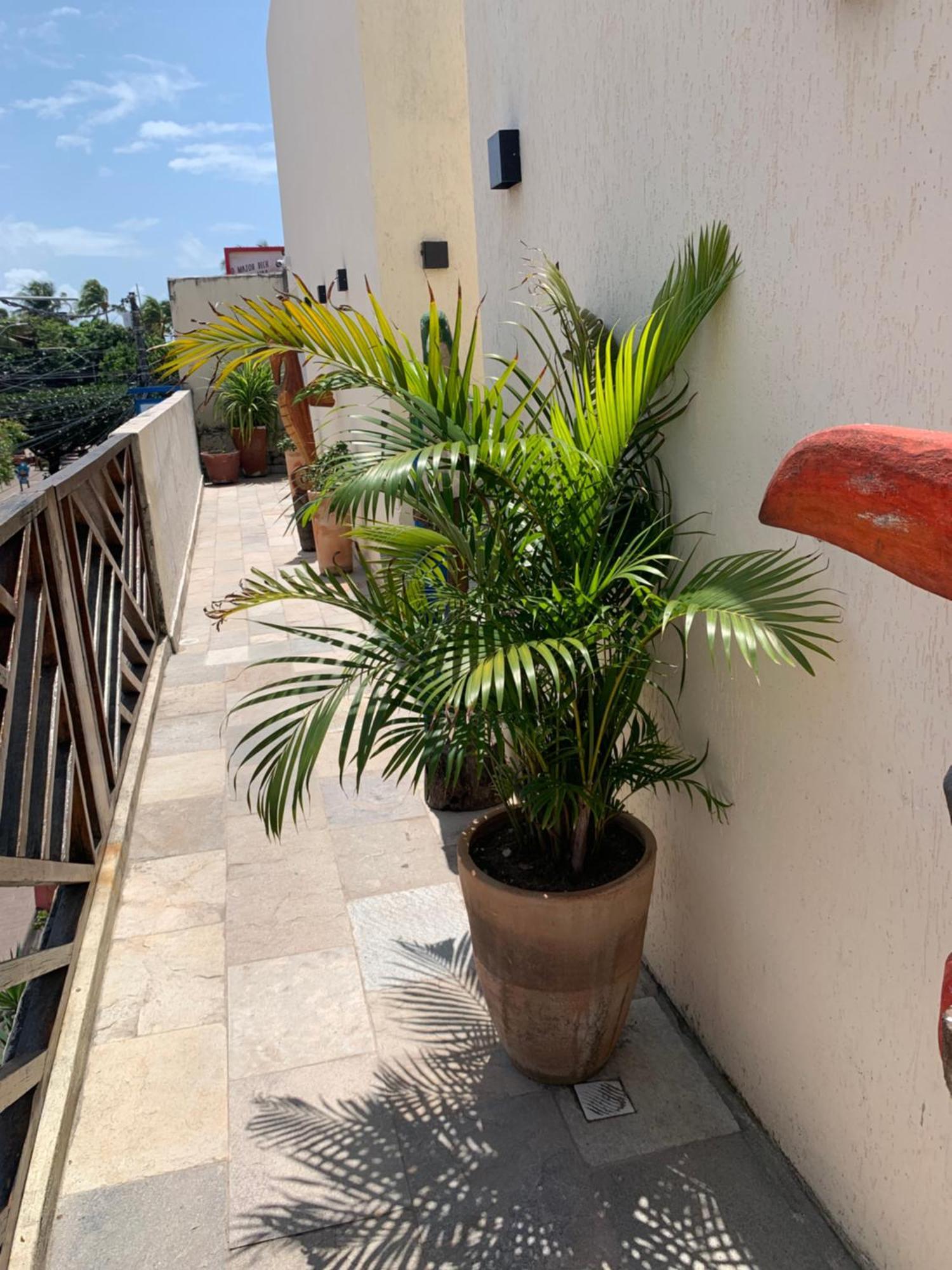 Villa Peixe Na Telha Pôrto das Galinhas Exteriör bild